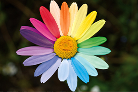 A flower with rainbow coloured petals