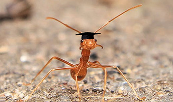 An ant wearing a graduation hat