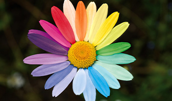 A flower with rainbow coloured petals