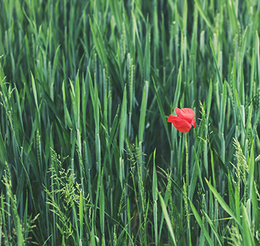 Poppy in a field of green