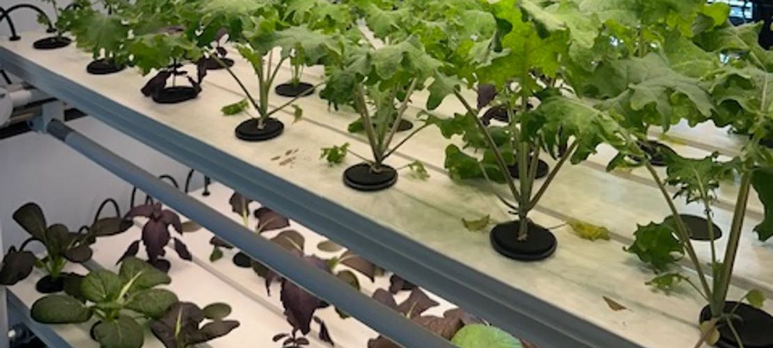 Green Up Farm Plants