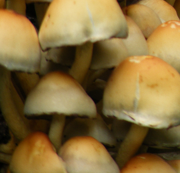 Image of fungus growing naturally 
