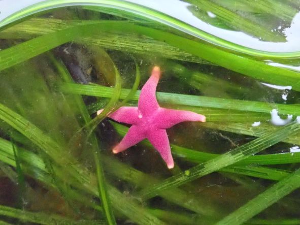 starfish on seagrass
