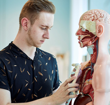 Physician Associate with anatomy model 