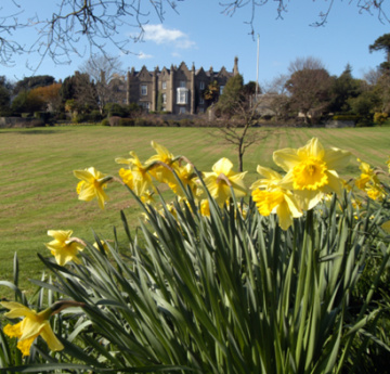 An image of the Singleton Abbey with daffodils.