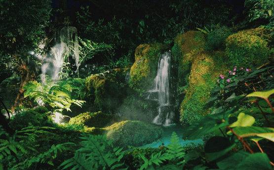 A rainforest.