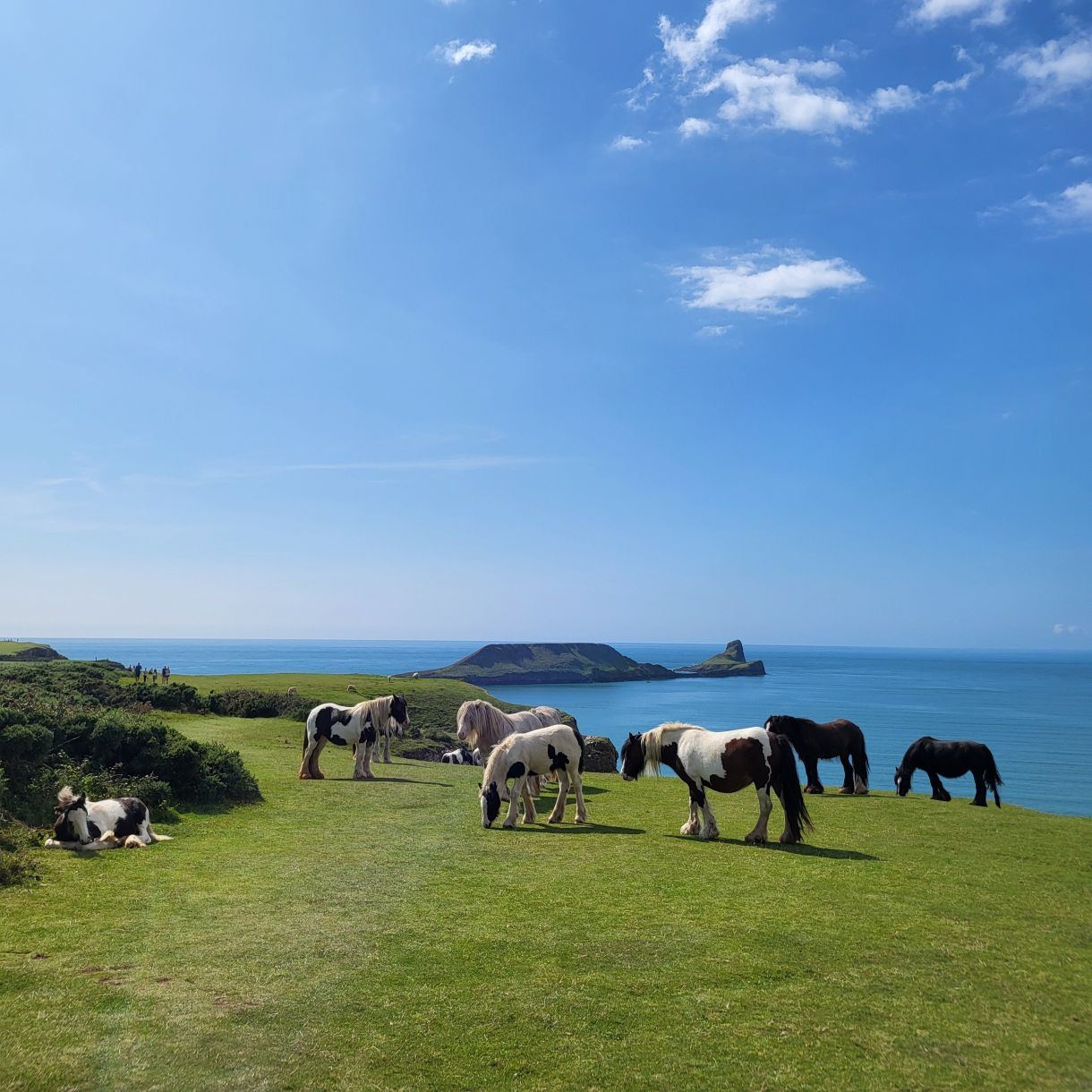 Horses grazing in a green field at Rhosilli.