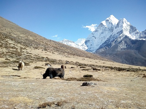 Bull stood in front of mountain peak