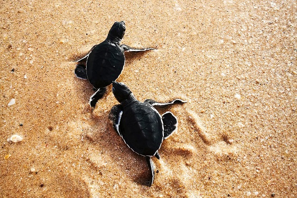 Two turtles on a beach