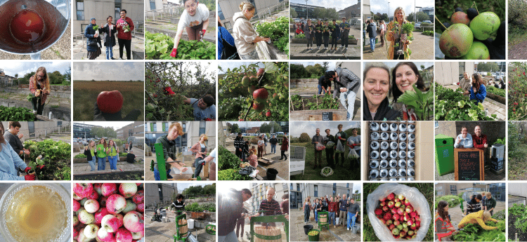 A collage of photos from the apple pressing activity 