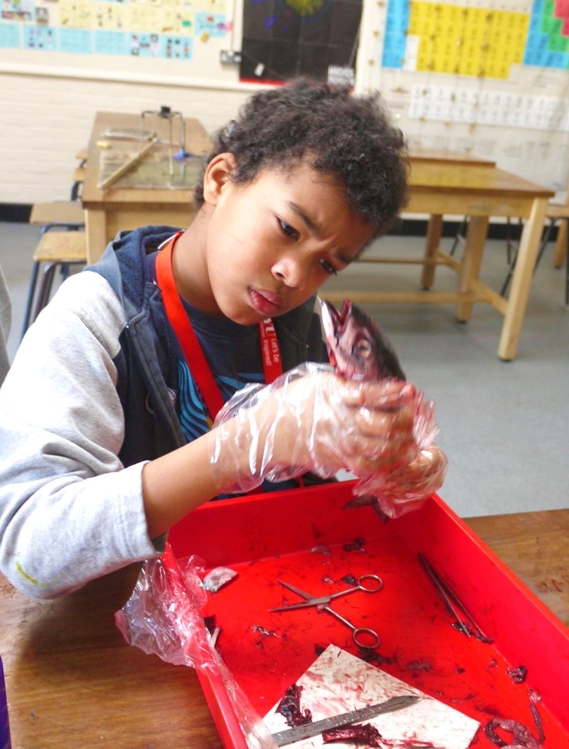 A boy dissecting a fish