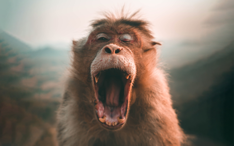 Monkey with an open mouth