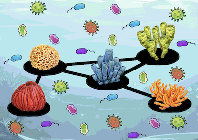 Microbes and sponges
