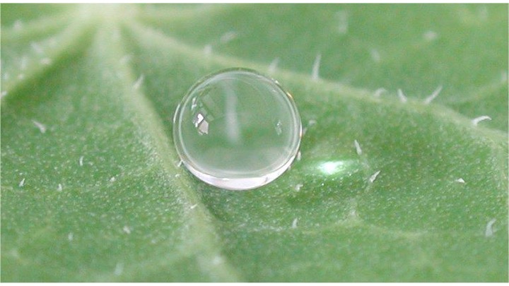 Closeup of a water drop on a leaf. 