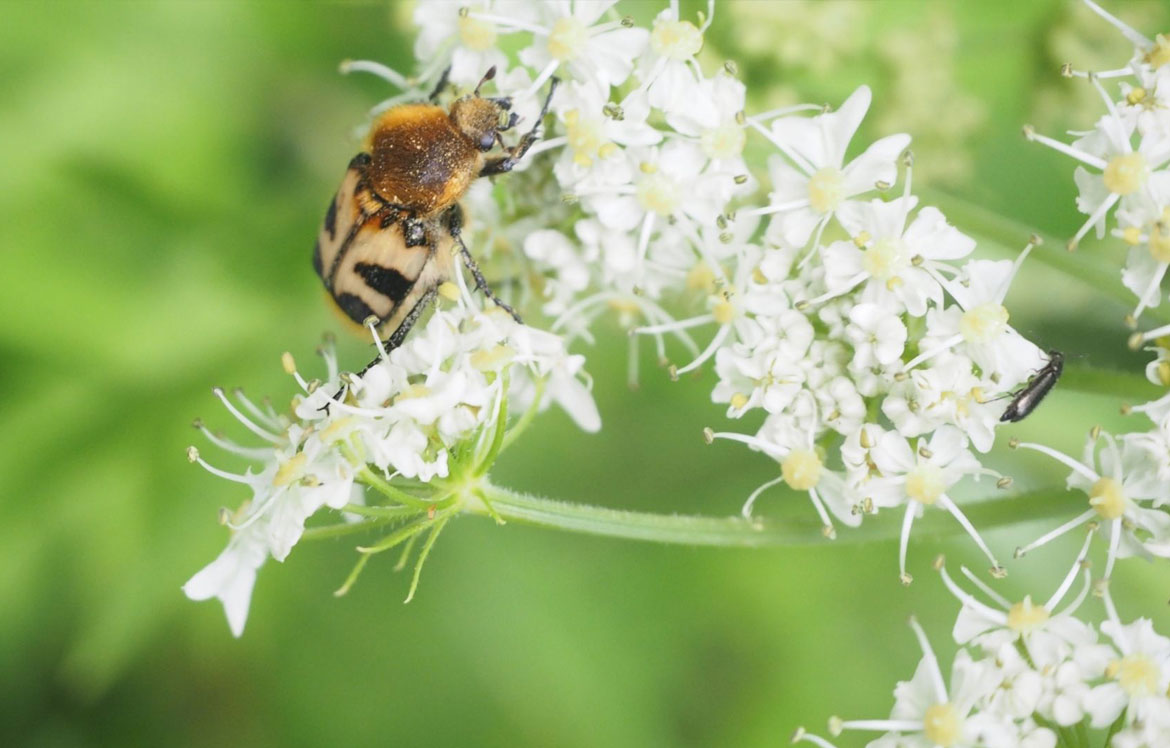 A bee on a plant