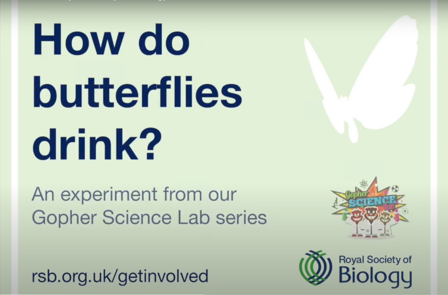 How do butterflies drink?