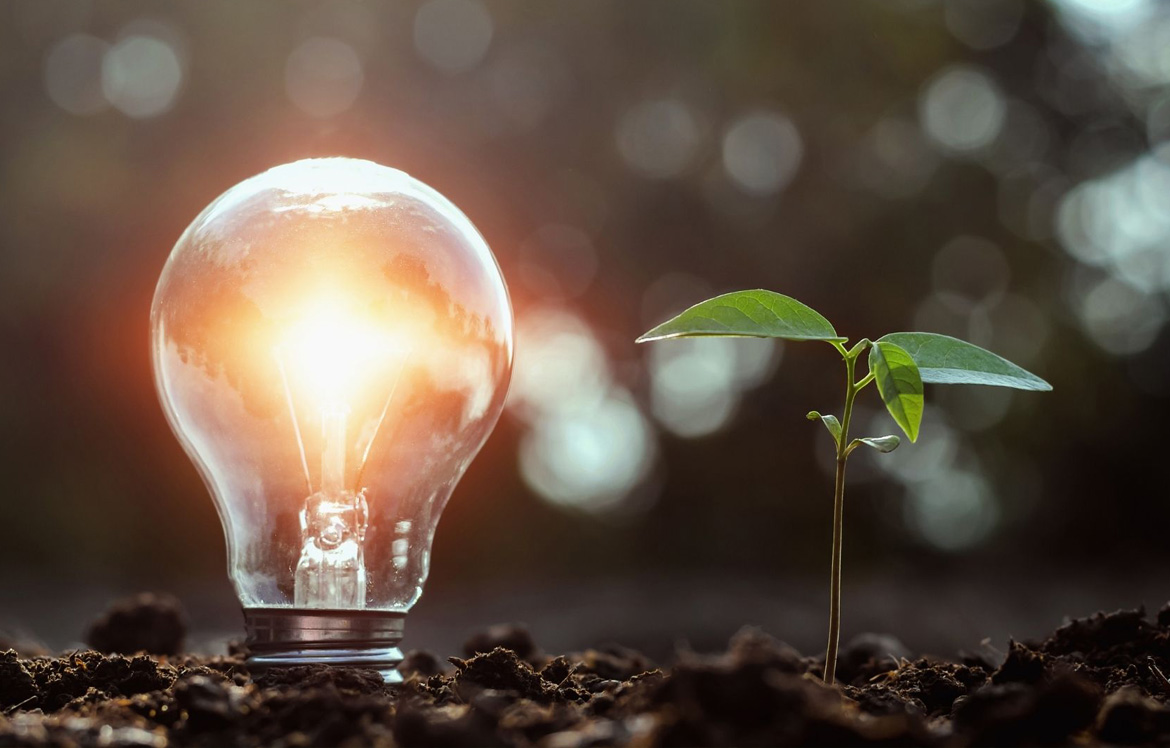a lightbulb in soil next to a seedling plant