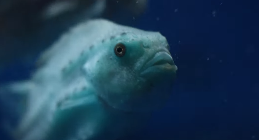 Lump fish